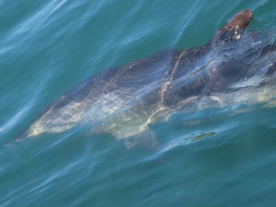 Dolphin under the ship's bow  2