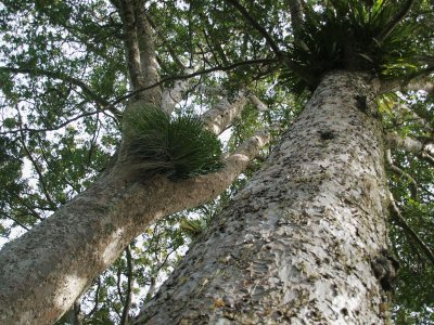 Kauri Trunks - 3