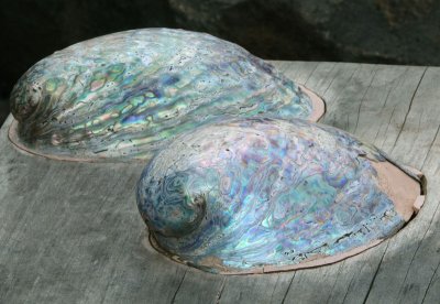 Shells in a picnic table