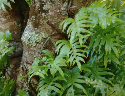 Sample of Rangitoto Vegetation