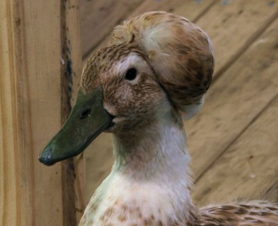 Duck with topknot