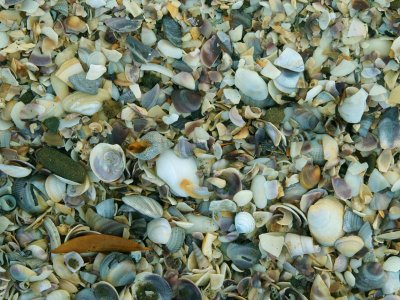 Shells on a beach