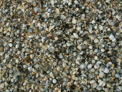 Shells on a beach - 2