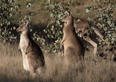 Spooked kangaroos