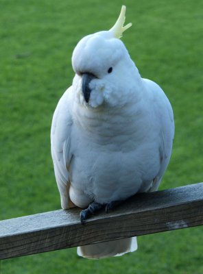 Visiting sulphur-crested cockatoo