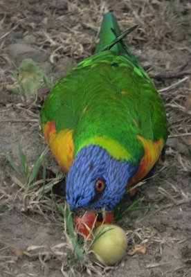 Rainbow lorikeets find my plum tree