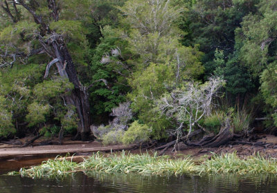 Banks of Pieman River