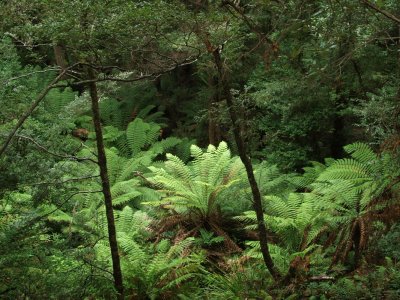 Wild West of Tasmania