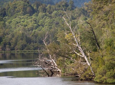 Banks of Gordon River