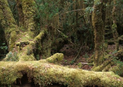 Rainforest floor