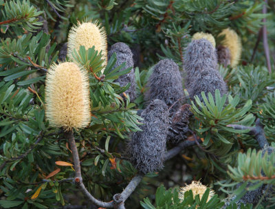 Banksia