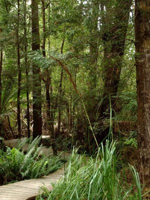 Dismal Swamp boardwalk