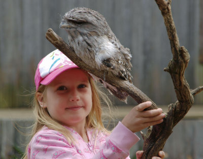 Tawny Frogmouth