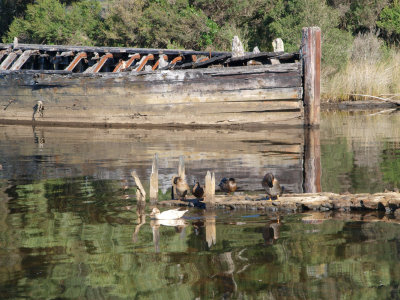 Barge, with ducks