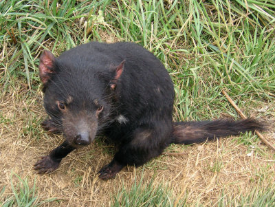 Tasmanian Devil  1