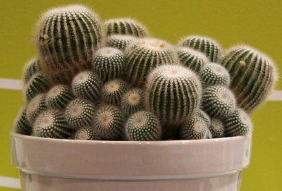 Unprized cactus