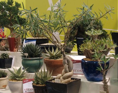 Bonsai and more