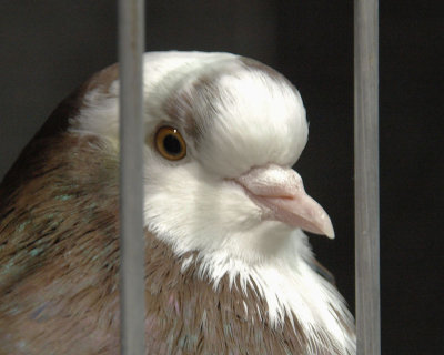 Beauty behind bars