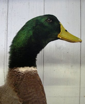 Duck profile