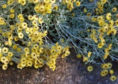 Helichrysum