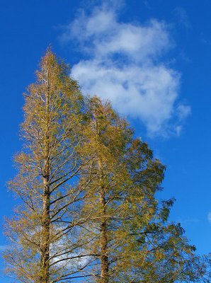 Skyscrapers