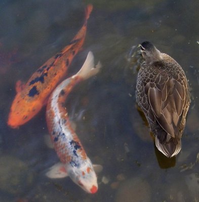 Two koi, one duck