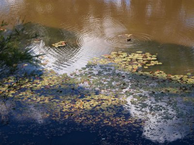 Coot, cloud and greenery