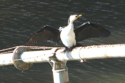 Cormorant