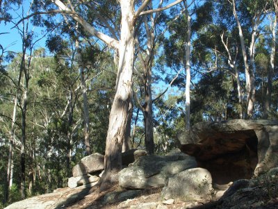 Bushland in suburbia