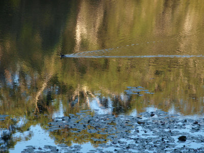Reflections, with a coot