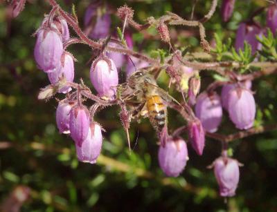 Bee on Dabeoc's Heath