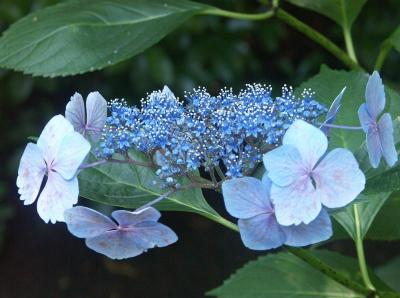 Hydrangea