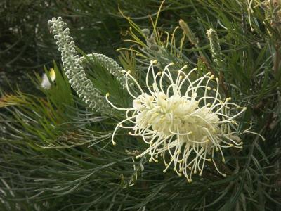 Grevillea - and a feather to match