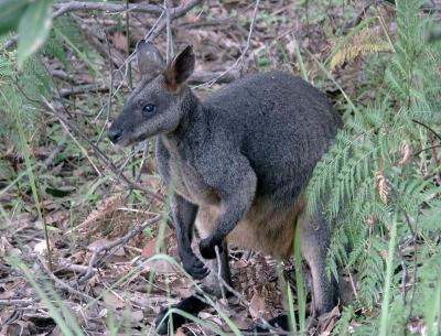 Suburban swamp wallaby