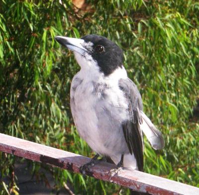 Grey butcher bird at breakfast time