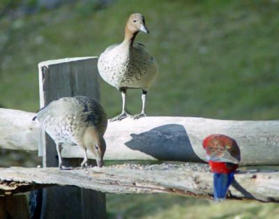 Two wood ducks and a rosella
