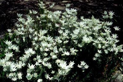 Flannel flowers (with poem almost by Wordsworth)