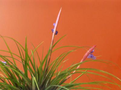 Bromeliad detail