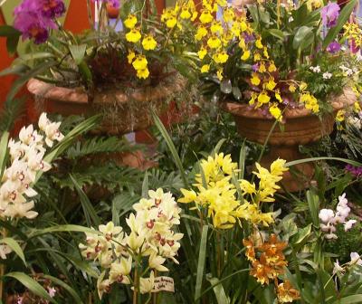 Massed orchids