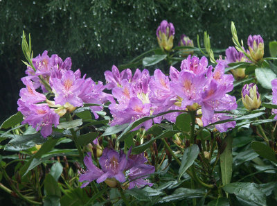 Rhododendrons