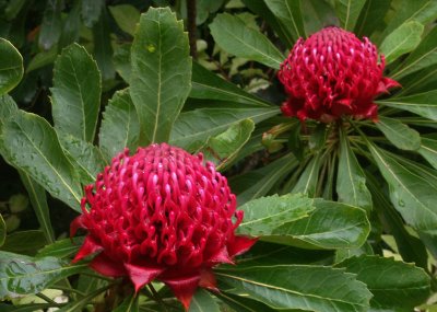 Waratahs