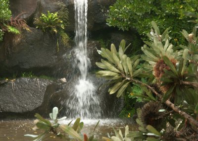 Small waterfall with banksia
