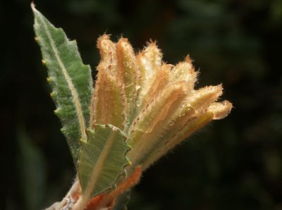 New growth on a Banksia