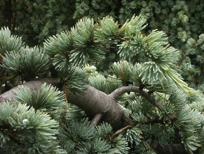 Among the conifers