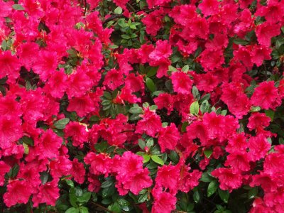 Red rhododendrons