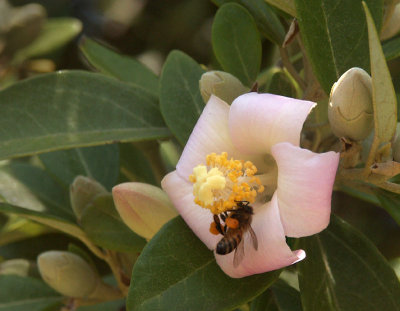 Bee in an unidentified tree