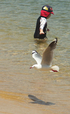 A small boy, a seagull and a shadow