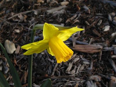 Daffy 2 s.jpg