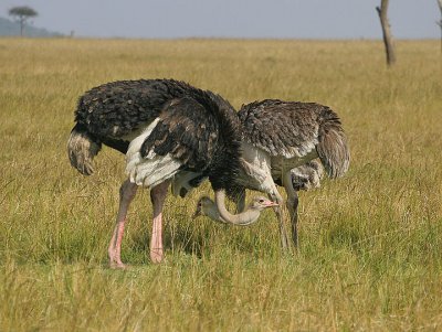 Ostriches with crooked necks.jpg