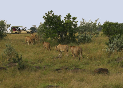 Prowling lions.jpg